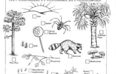 Free Printable Ecosystem Worksheets Ecosystems Worksheet S