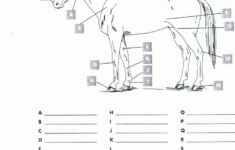 Free Printable Horse Worksheets RED Kids Worksheets Printables