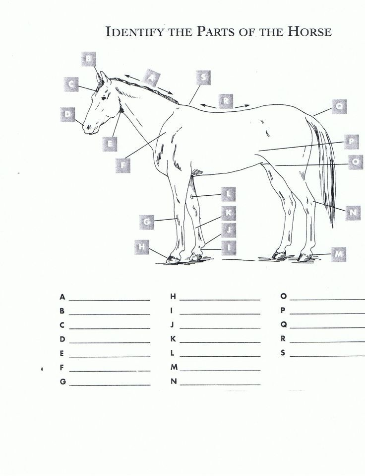 Free Printable Horse Math Worksheets