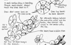 How To Draw Worksheets For The Young Artist How To Draw Cherry