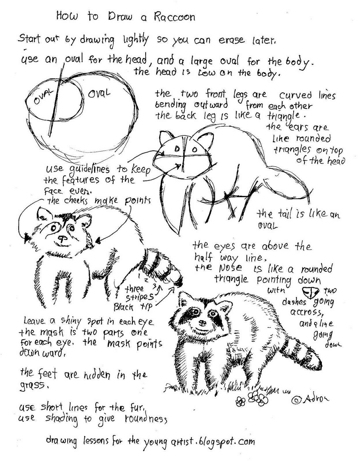 How To Draw Worksheets For The Young Artist How To Draw A Raccoon 
