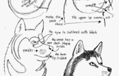 How To Draw Worksheets For The Young Artist How To Draw A Siberian