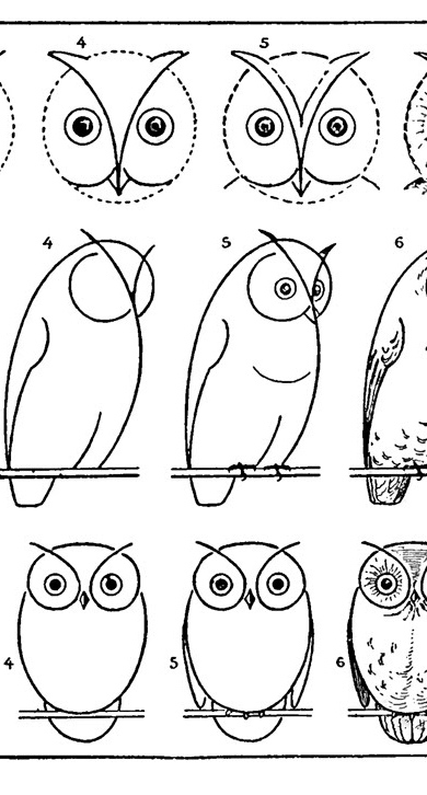 How To Draw An Owl With Printable Worksheet The Graphics Fairy