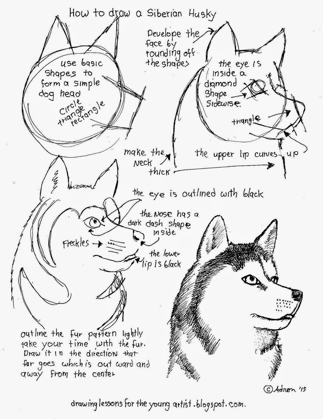 How To Draw Worksheets For The Young Artist How To Draw A Siberian 