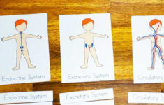 Human Body Systems Worksheets For Kids Body Systems Worksheets Body