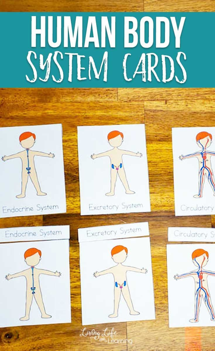 Human Body Systems Worksheets For Kids Body Systems Worksheets Body 