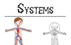 Free Human Body Systems Color And Write Pack Homeschool Printables