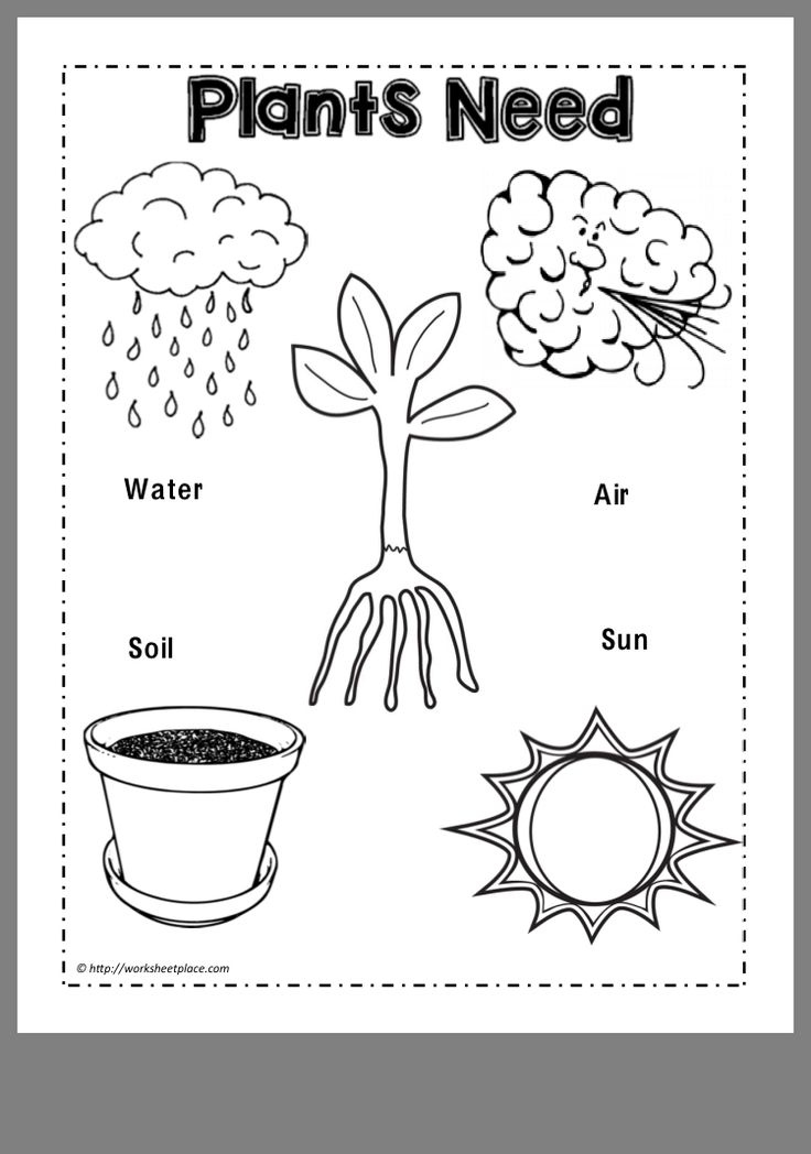 Pin By Diane Mayer On Science Preschool Science Activities Plants 