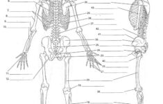 Anatomy Labeling Worksheets Google Search Skeletal System Worksheet