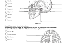 34 Medical Anatomy And Physiology Review Worksheet Worksheet Database