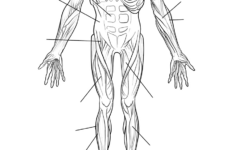 Free Printable Human Anatomy Worksheets Free Printable