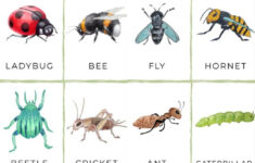 FREE Printable Insect Flashcards Insect Activities Insects Preschool