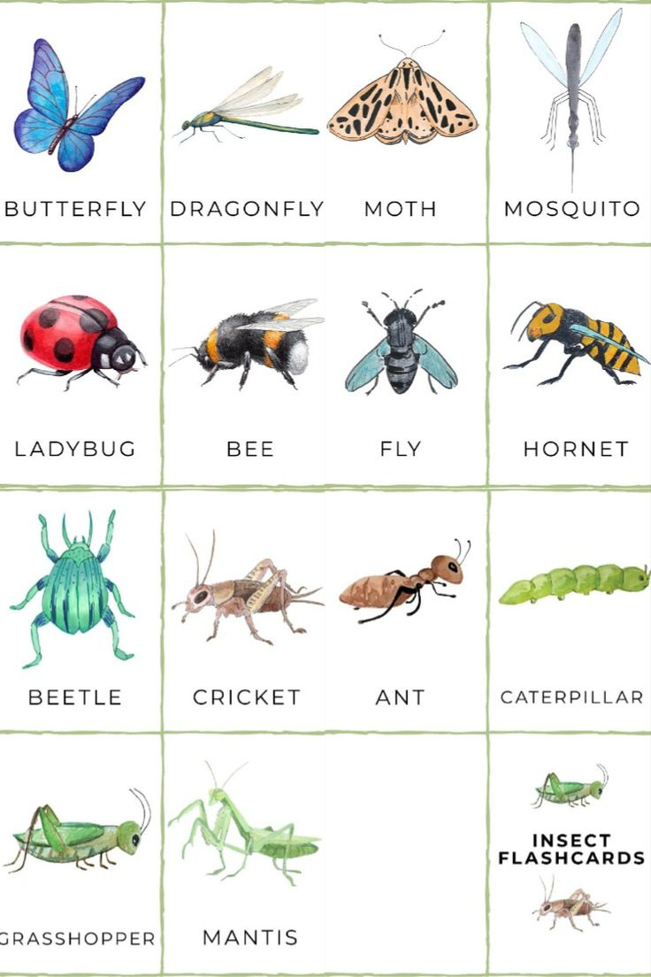 FREE Printable Insect Flashcards Insect Activities Insects Preschool 