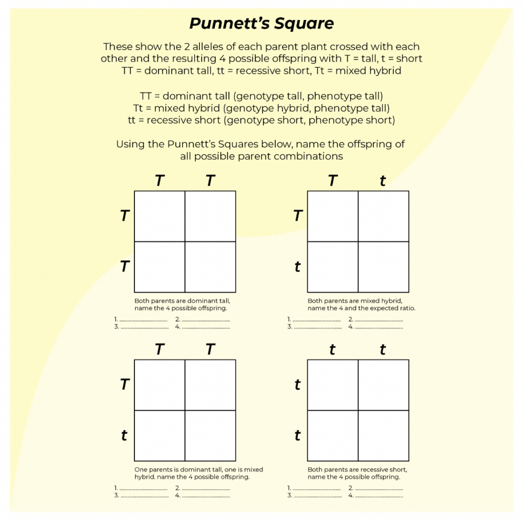 9 Hands-On Worksheet Punnett Square Worksheet - The Teach Simple Blog inside Free Printable Punnett Square Worksheets