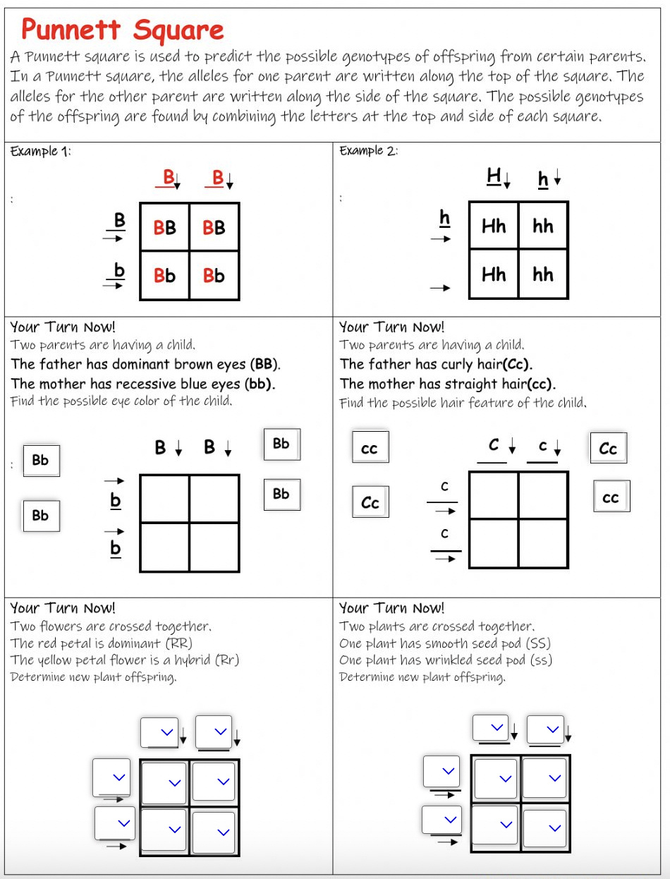 9 Hands-On Worksheet Punnett Square Worksheet - The Teach Simple Blog with regard to Free Printable Punnett Square Worksheets