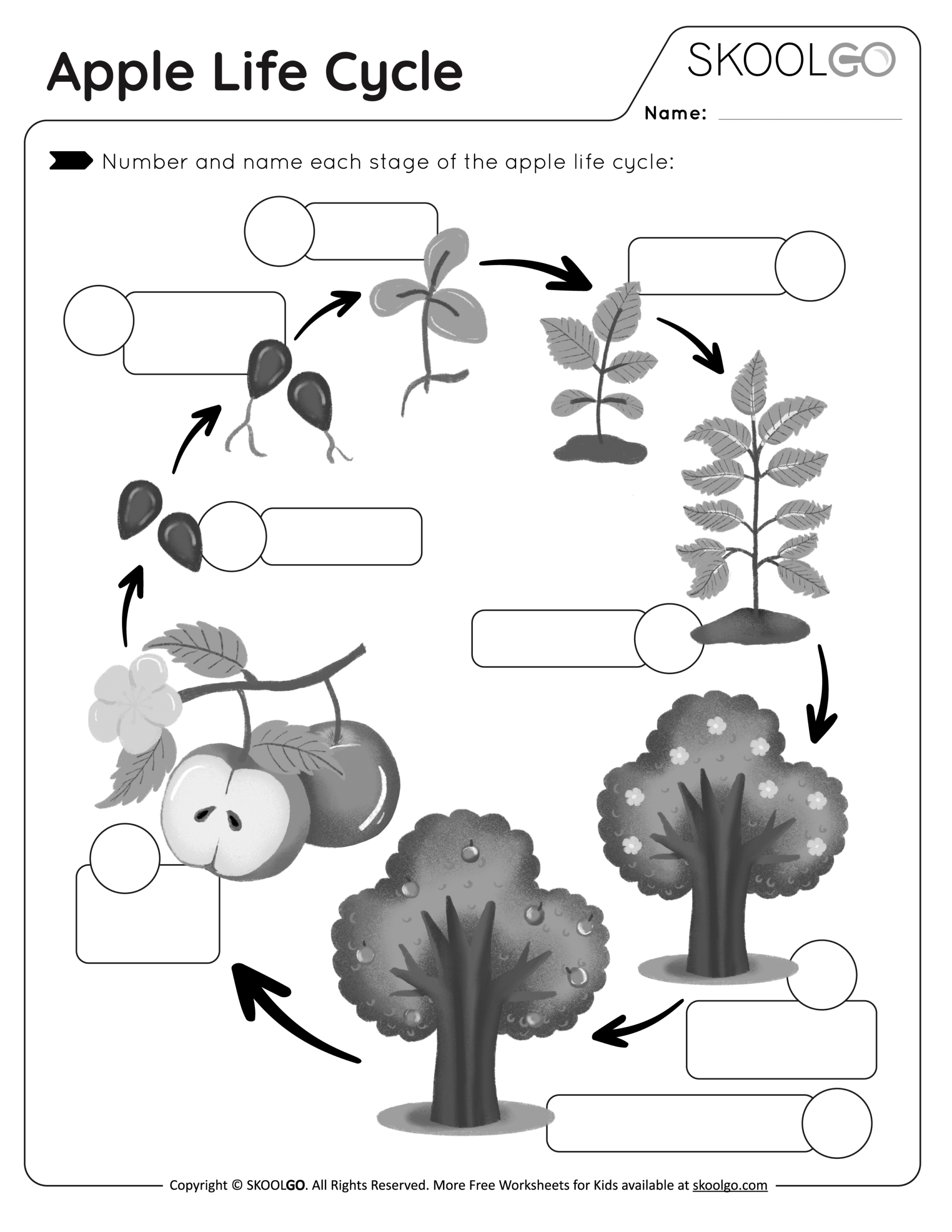 Apple Life Cycle - Free Worksheet - Skoolgo regarding Free Printable Apple Tree Life Cycle Worksheets