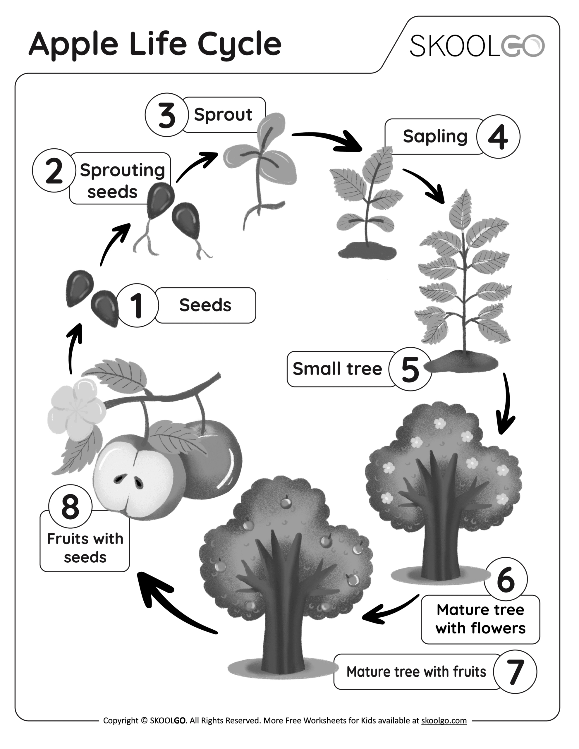 Apple Life Cycle - Free Worksheet - Skoolgo with Free Printable Apple Tree Life Cycle Worksheets