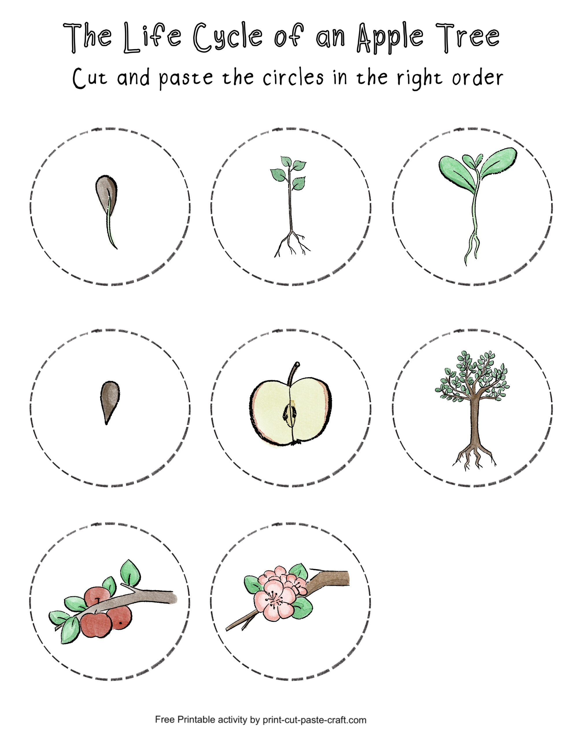 Apple Tree Life Cycle Free Printable Learning Activity | Print with regard to Free Printable Apple Tree Life Cycle Worksheets
