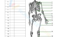 Bones Worksheets inside Free Printable Skeleton Worksheets
