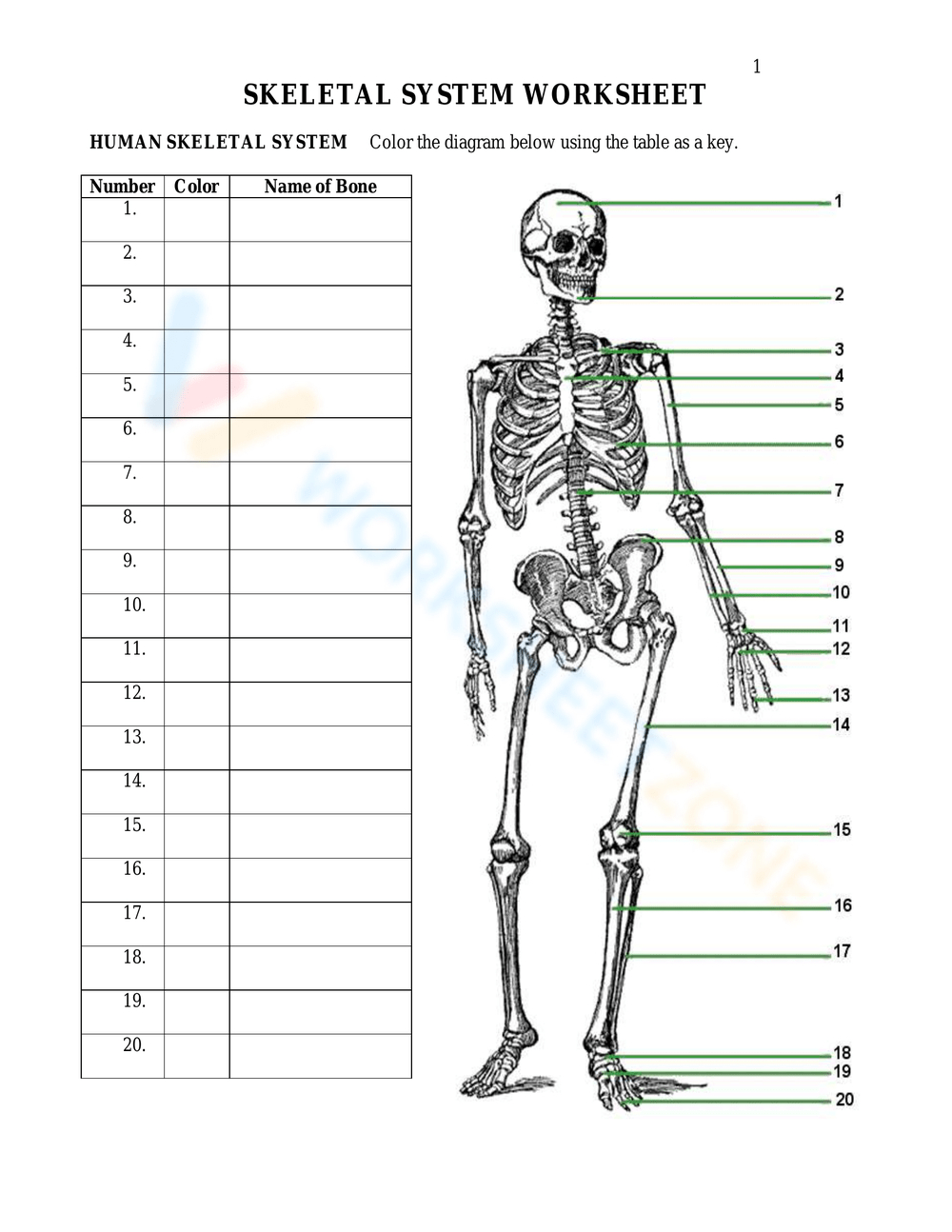 Bones Worksheets inside Free Printable Skeleton Worksheets