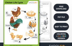 Chicken Life Cycle - Free Worksheet - Skoolgo regarding Free Printable Life Cycle Of A Chicken Worksheets
