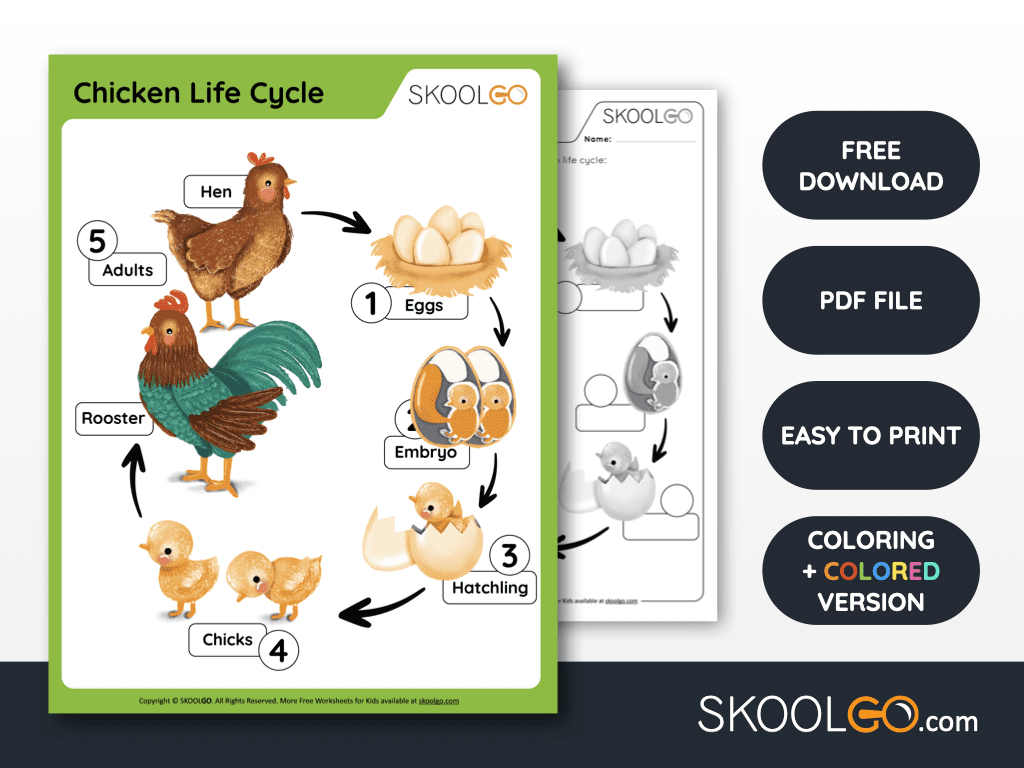 Chicken Life Cycle - Free Worksheet - Skoolgo regarding Free Printable Life Cycle Of A Chicken Worksheets