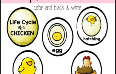 Chicken Life Cycle Printable regarding Free Printable Life Cycle of A Chicken Worksheets