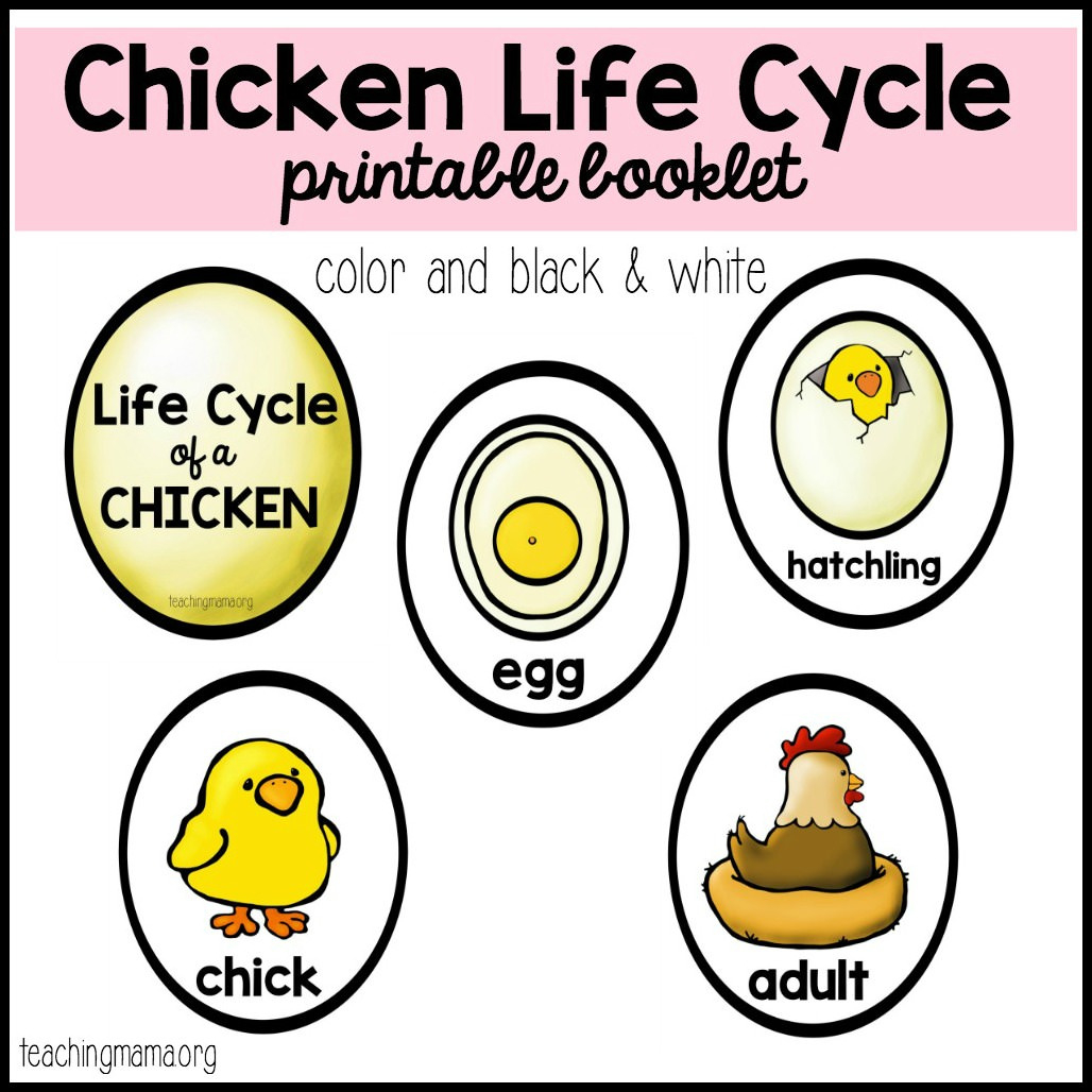 Chicken Life Cycle Printable regarding Free Printable Life Cycle of A Chicken Worksheets