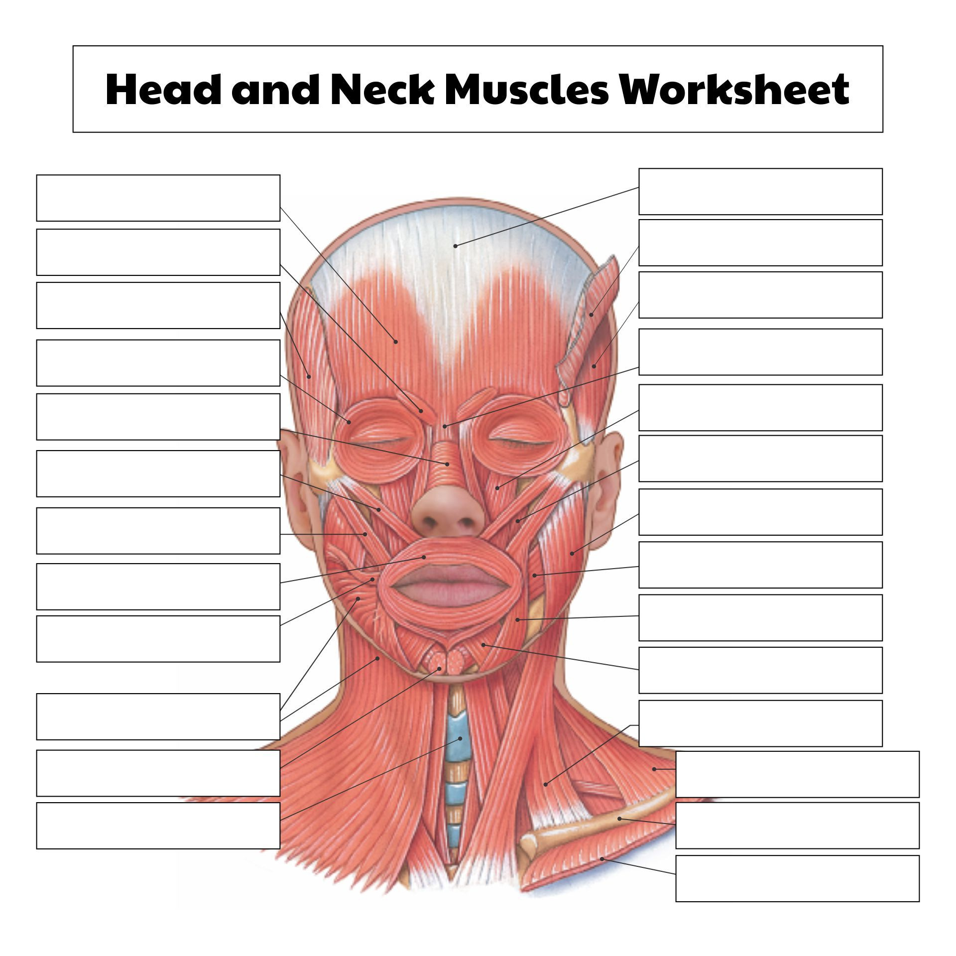 College Anatomy Worksheets Muscles - 10 Free Pdf Printables for Free Printable Muscle Worksheets
