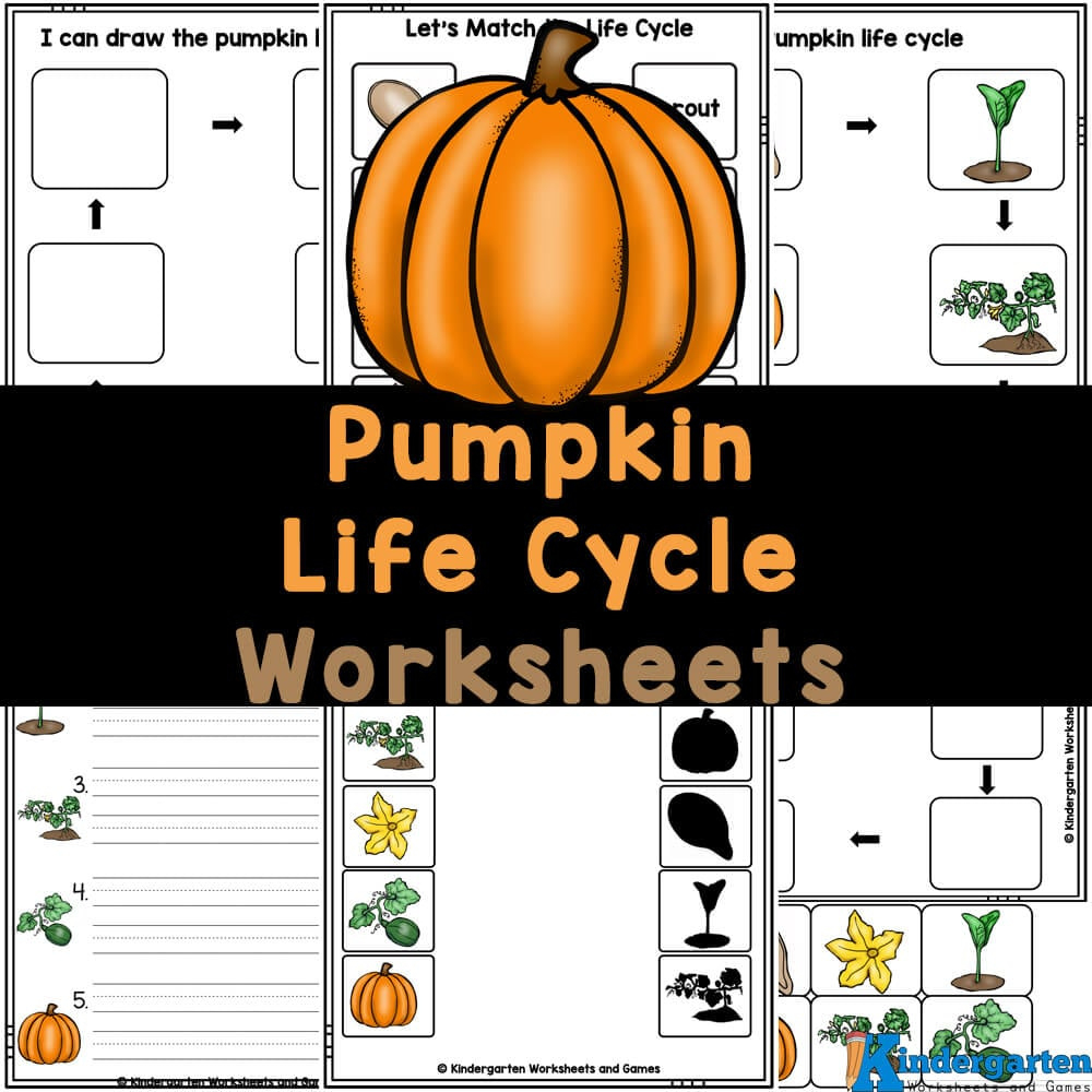 🎃 Free Printable Pumpkin Life Cycle Worksheets For Kids within Free Printable Pumpkin Life Cycle Worksheets