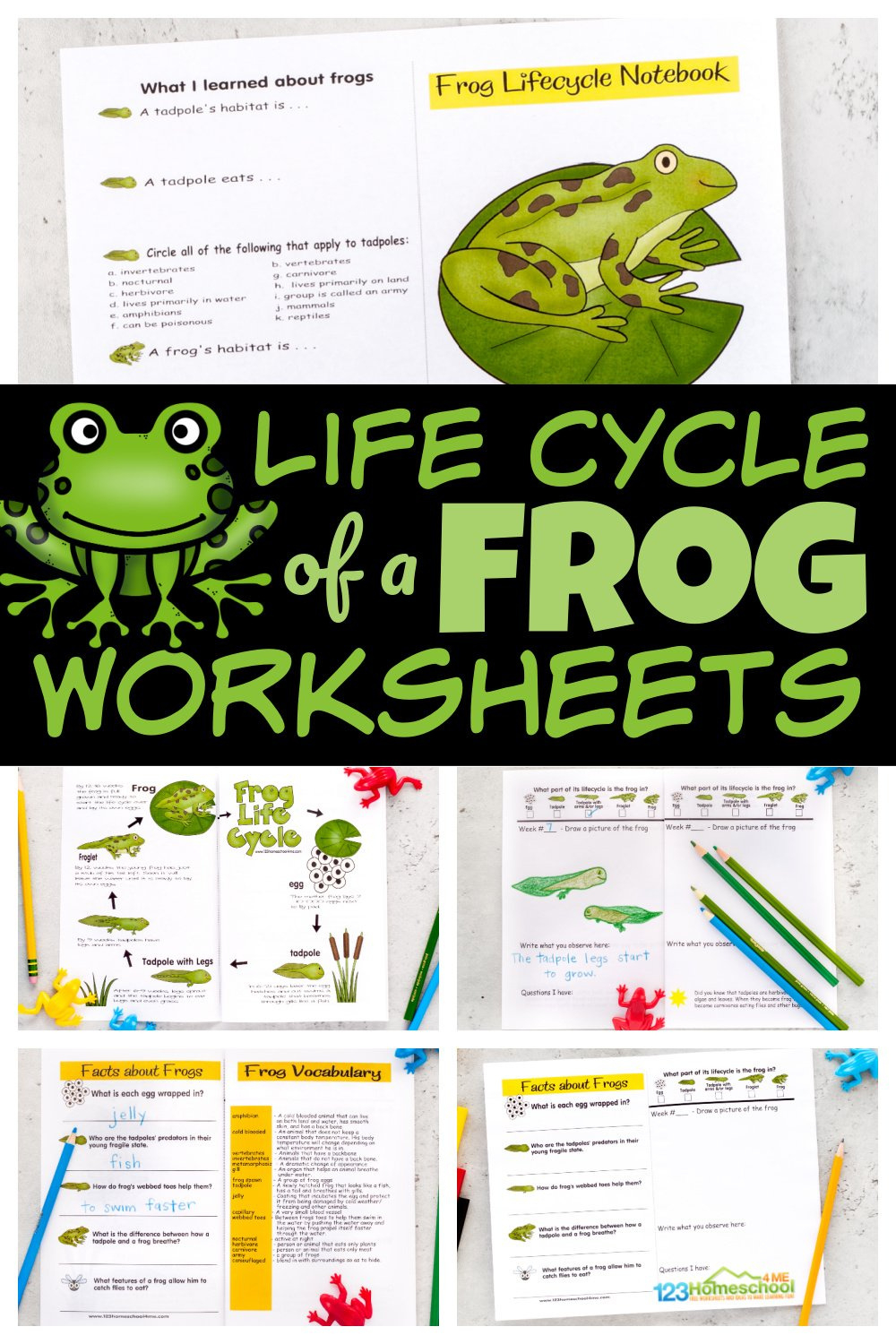 🐸 Free Printable Life Cycle Of A Frog Worksheets within Free Printable Life Cycle Of A Frog Worksheets