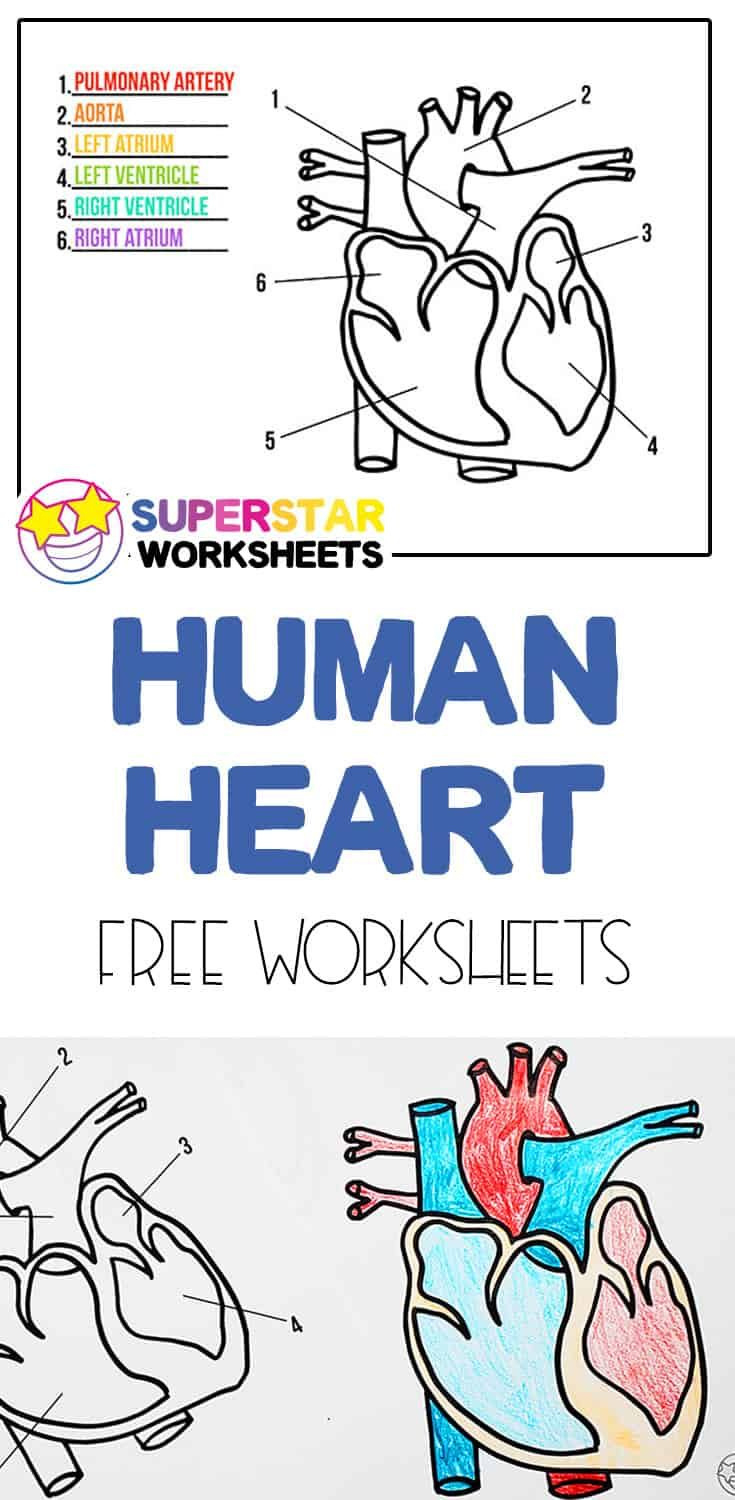 Free Heart Worksheets intended for Free Printable Human Heart Worksheets