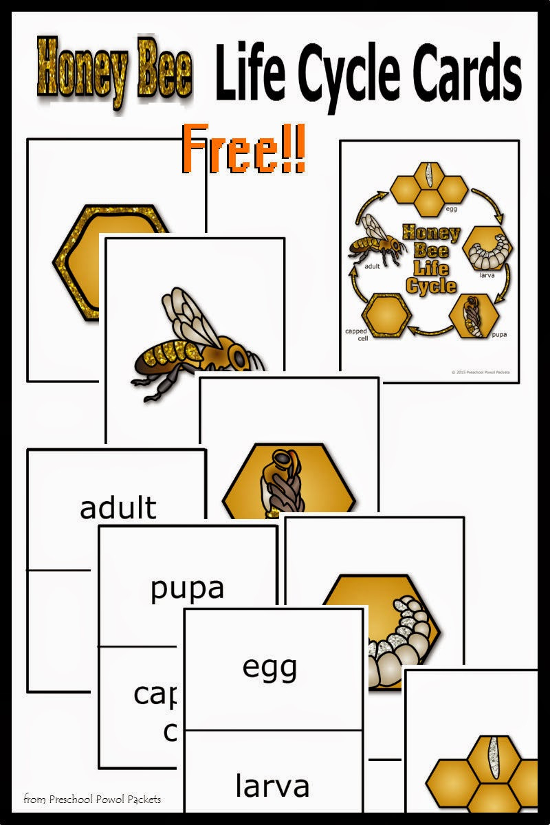 Free} Honey Bee Life Cycle Cards! throughout Free Printable Honey Bee Life Cycle Worksheets