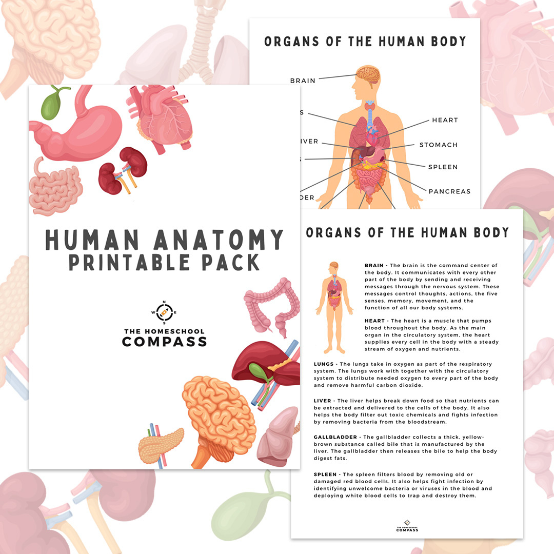 Free Human Anatomy Printable Pack - Homeschool Compass with regard to Free Printable Anatomy And Physiology Worksheets