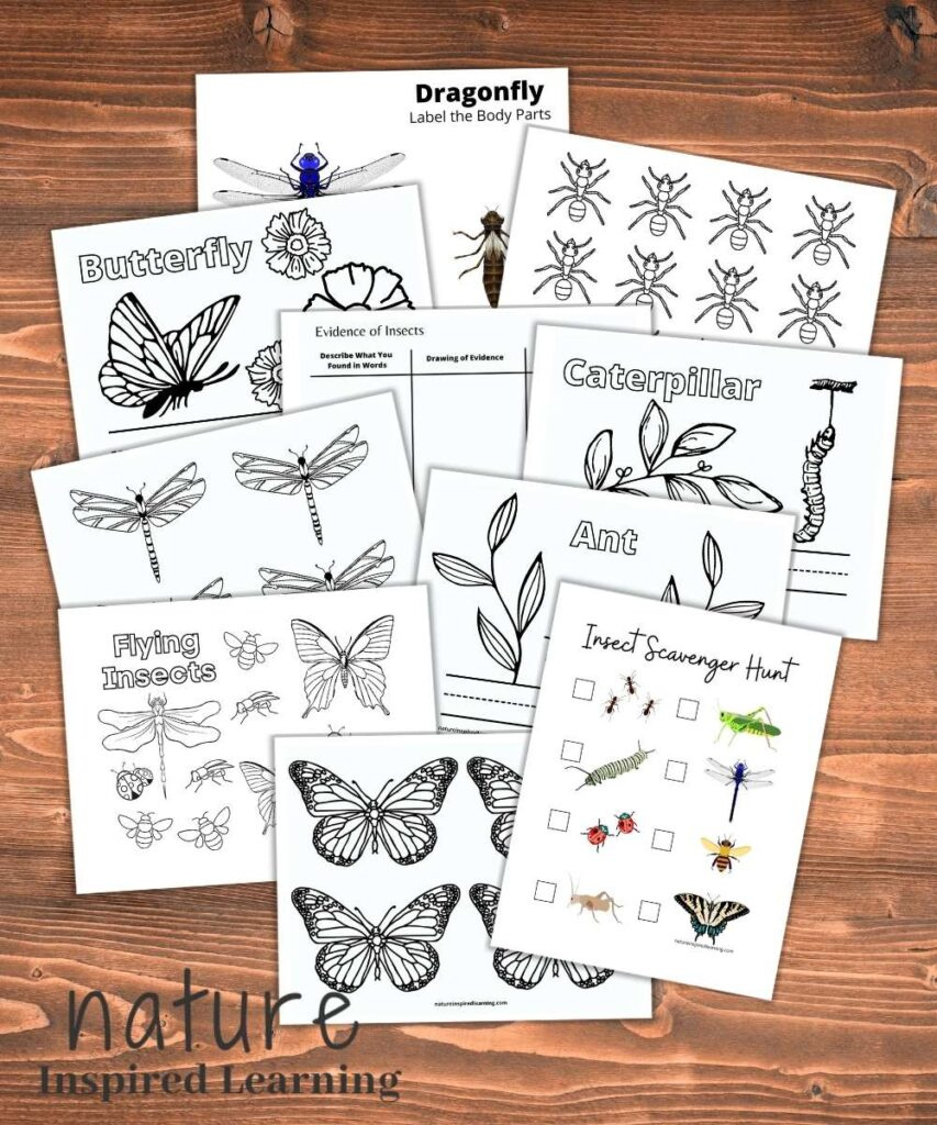 Free Insect Printables And Activities For Kids - Nature Inspired within Free Printable Insect Worksheets
