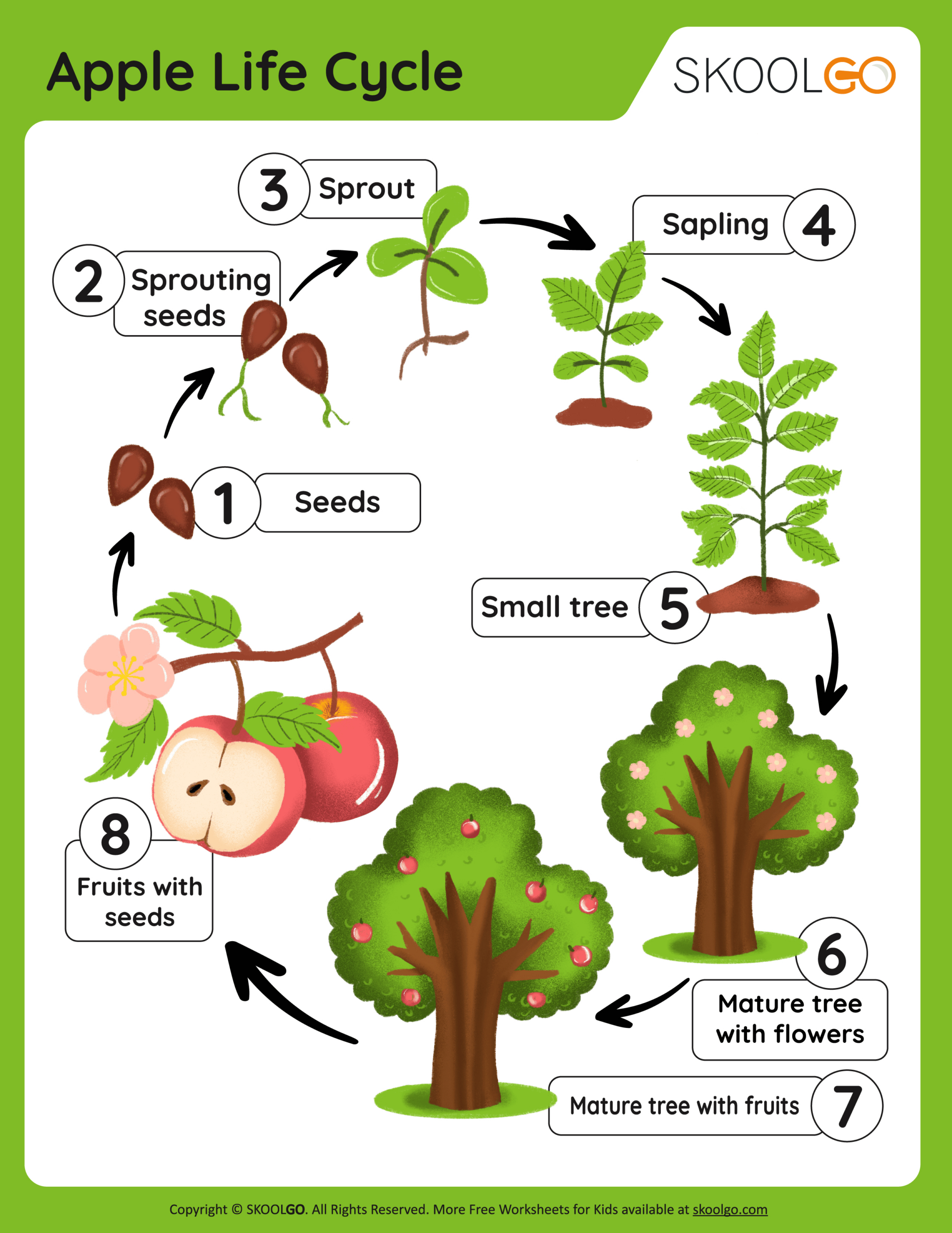 Free Printable Apple Tree Life Cycle Worksheet - Printable Party pertaining to Free Printable Apple Tree Life Cycle Worksheets
