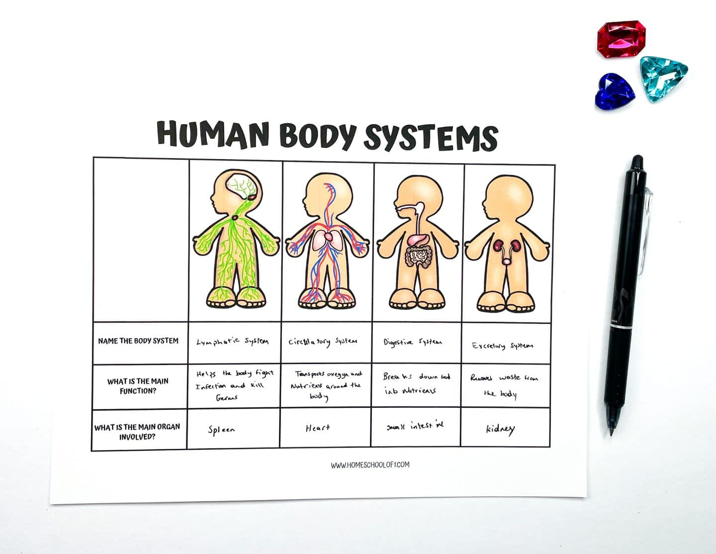 Free Printable Human Body Systems Worksheets For Kids for Free Printable Human Body Systems Worksheets