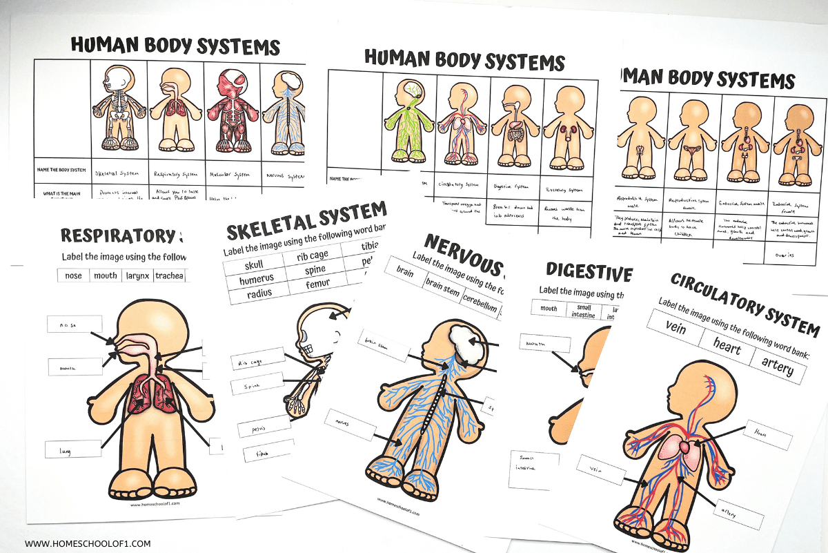 Free Printable Human Body Systems Worksheets For Kids inside Free Printable Human Body Systems Worksheets