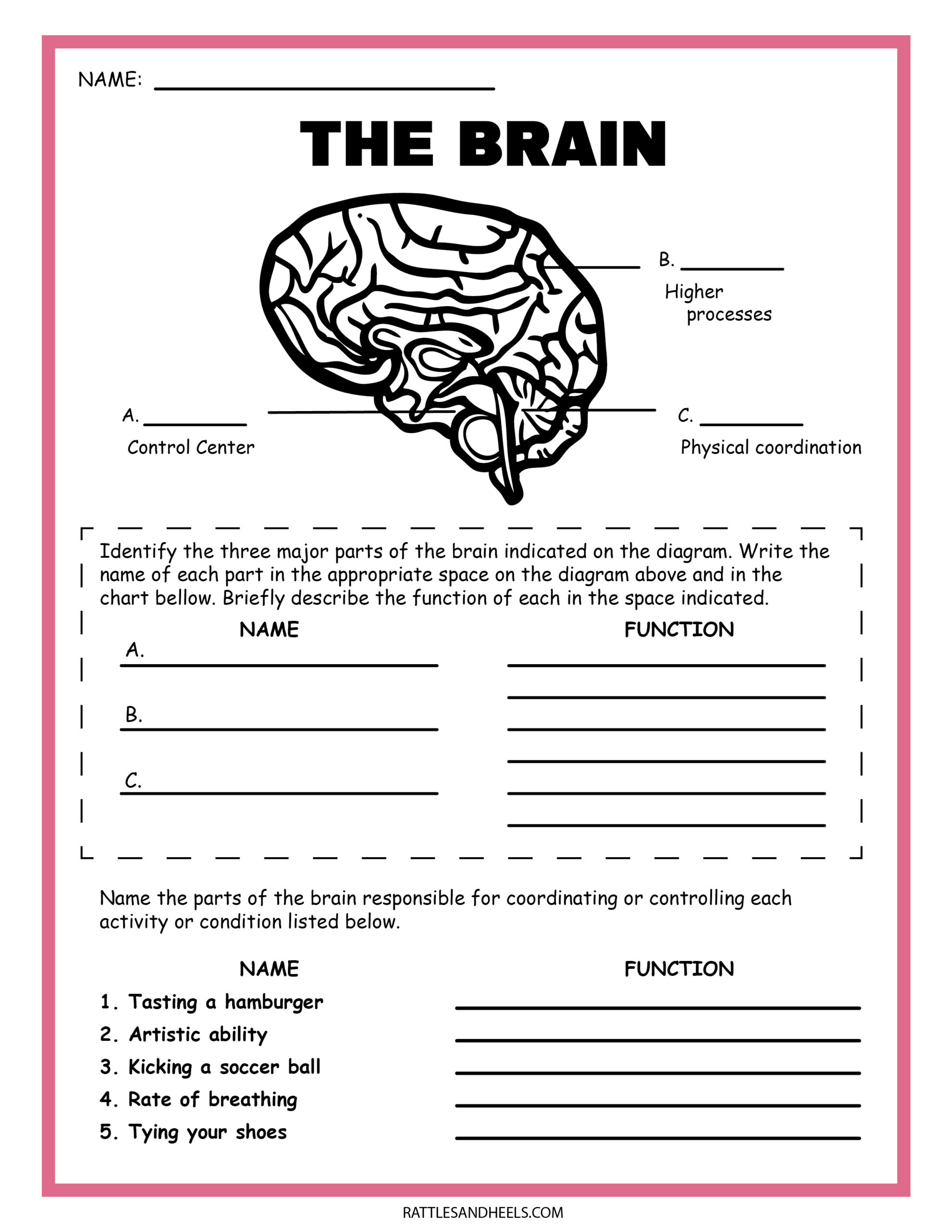 Free Science Worksheets| The Nervous System - for Free Printable Worksheets Science