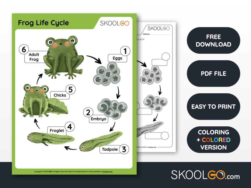Frog Life Cycle - Free Worksheet - Skoolgo with regard to Free Printable Life Cycle of A Frog Worksheets