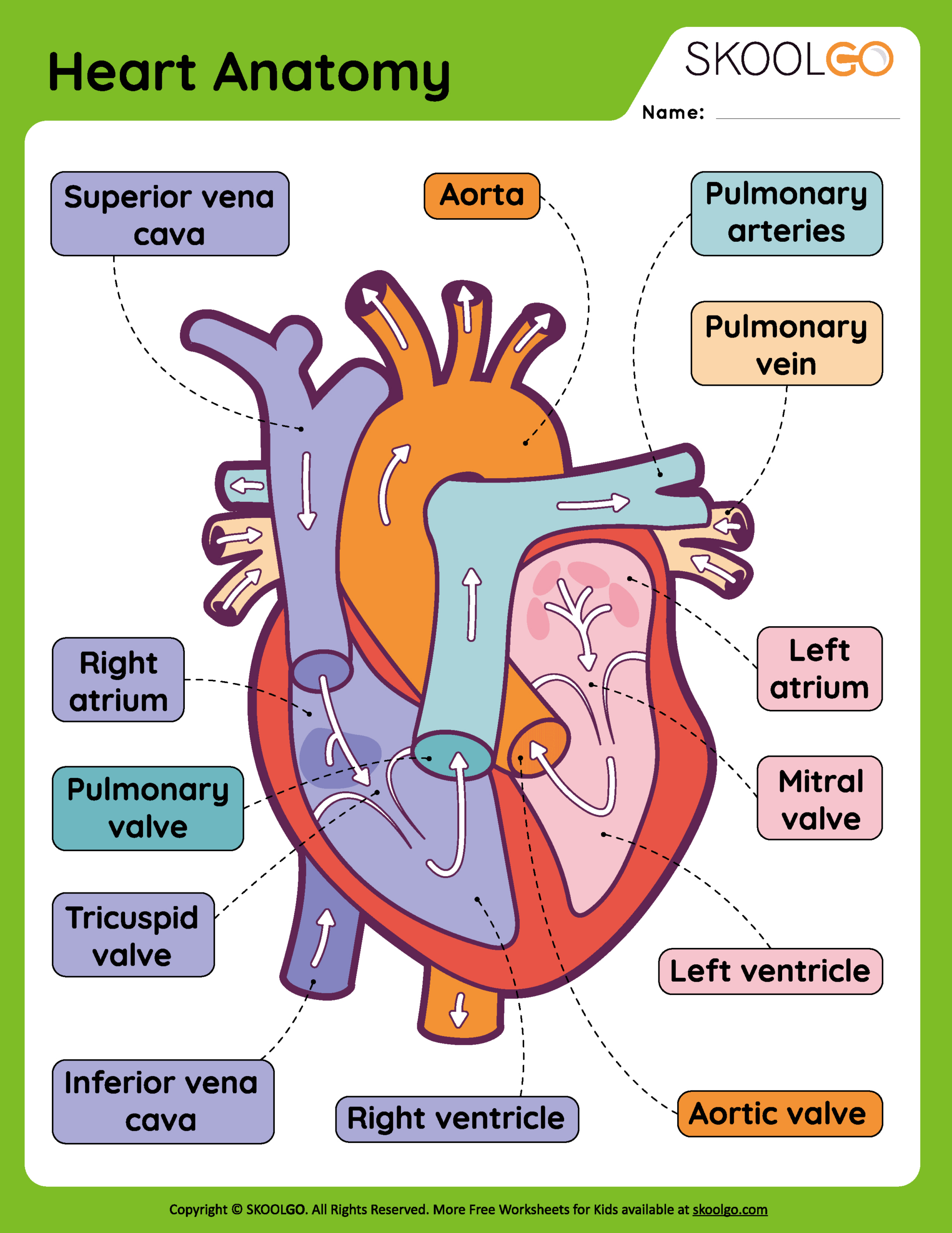 Heart Anatomy - Free Worksheet For Kids - Skoolgo intended for Free Printable Human Heart Worksheets