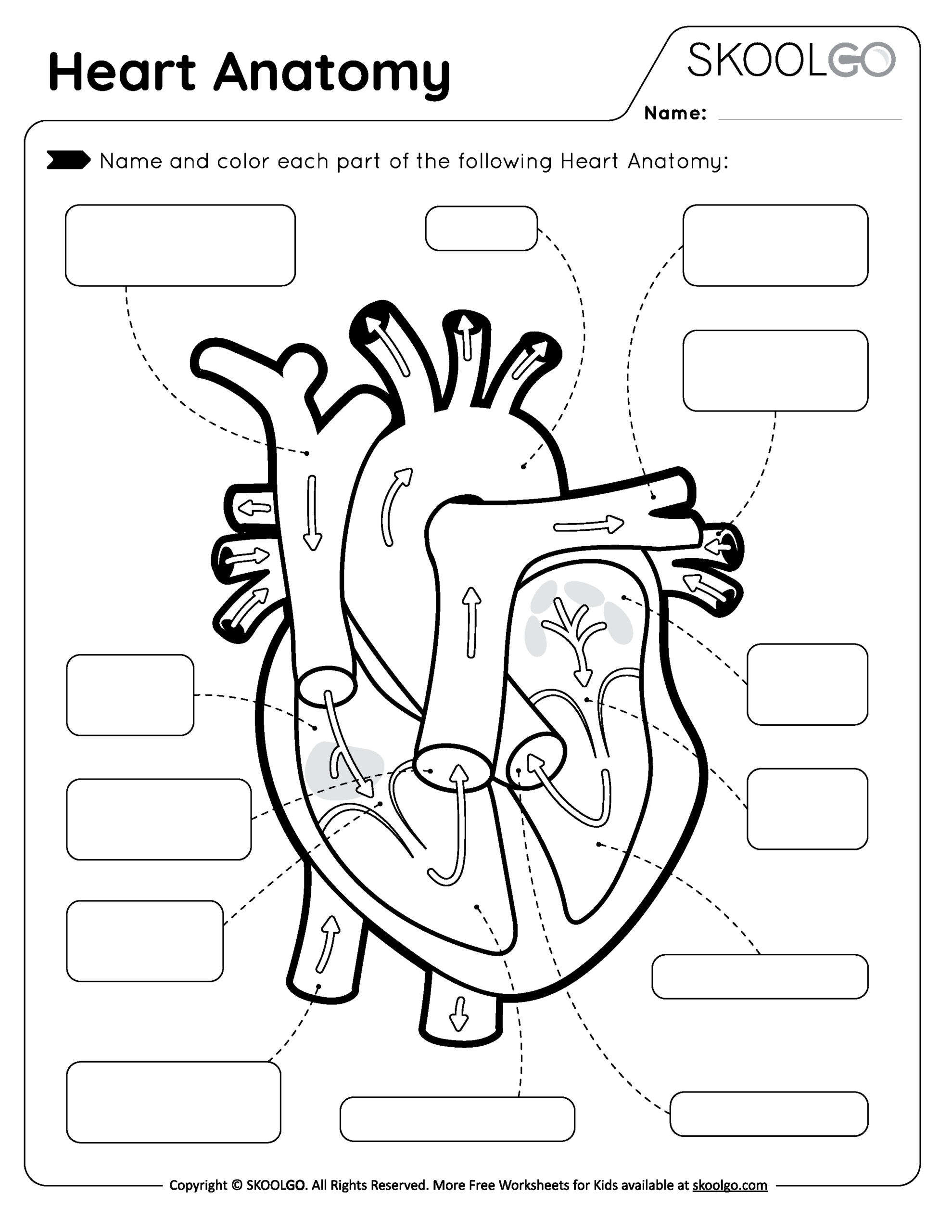 Heart Anatomy - Free Worksheet For Kids - Skoolgo regarding Free Printable Human Heart Worksheets