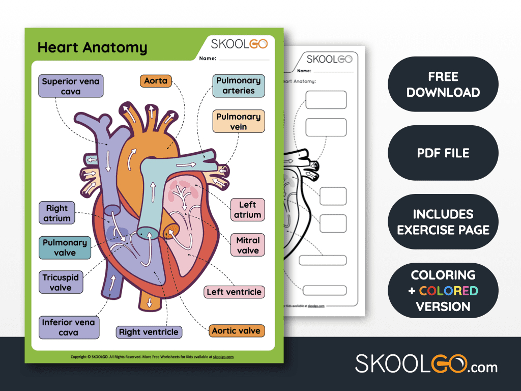 Heart Anatomy - Free Worksheet For Kids - Skoolgo with Free Printable Human Heart Worksheets