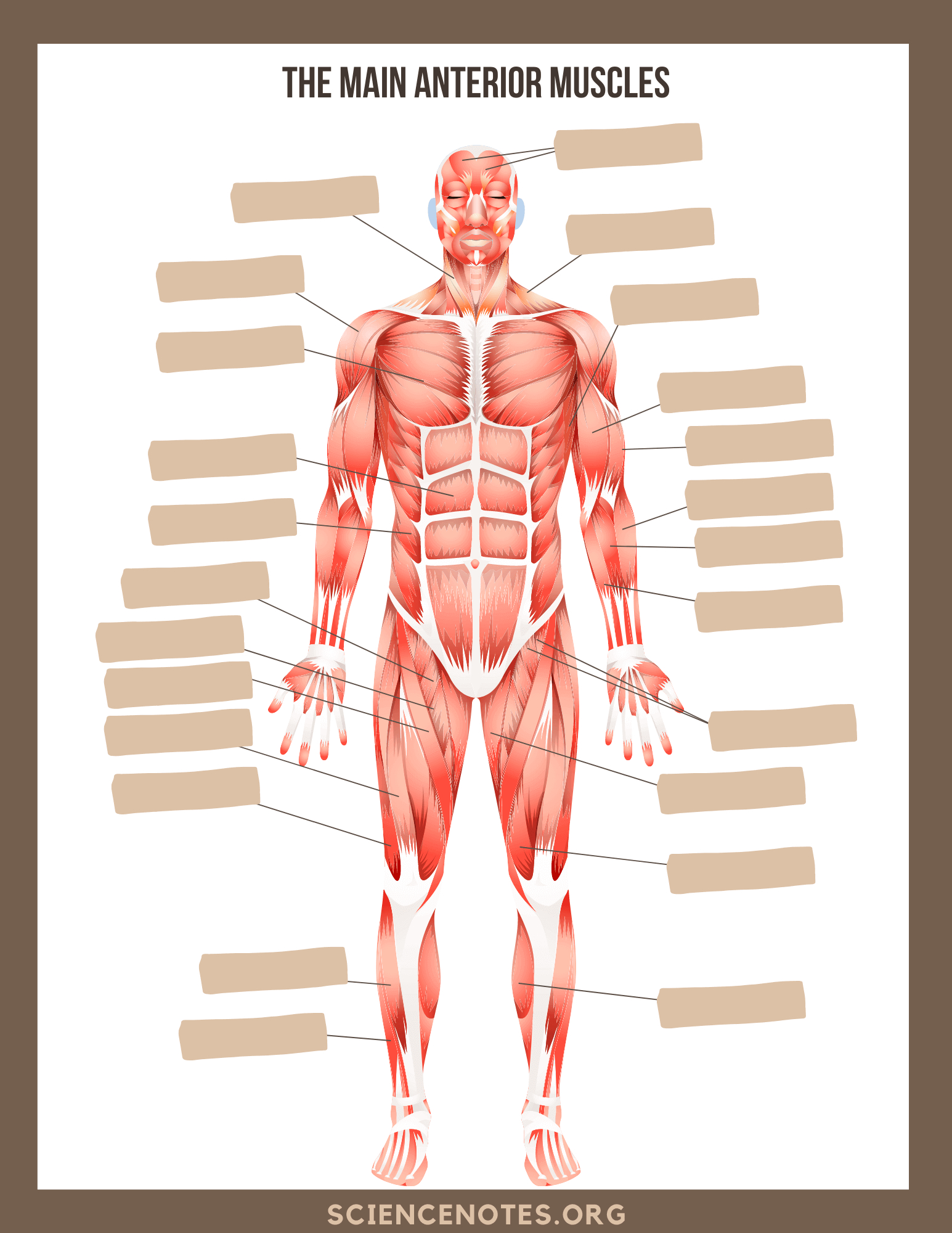 Human Anatomy Worksheets And Study Guides - Worksheets Library throughout Free Printable Anatomy and Physiology Worksheets
