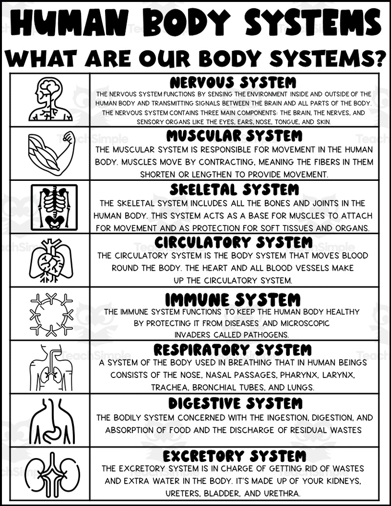 Human Body Systems Printable for Free Printable Human Body Systems Worksheets