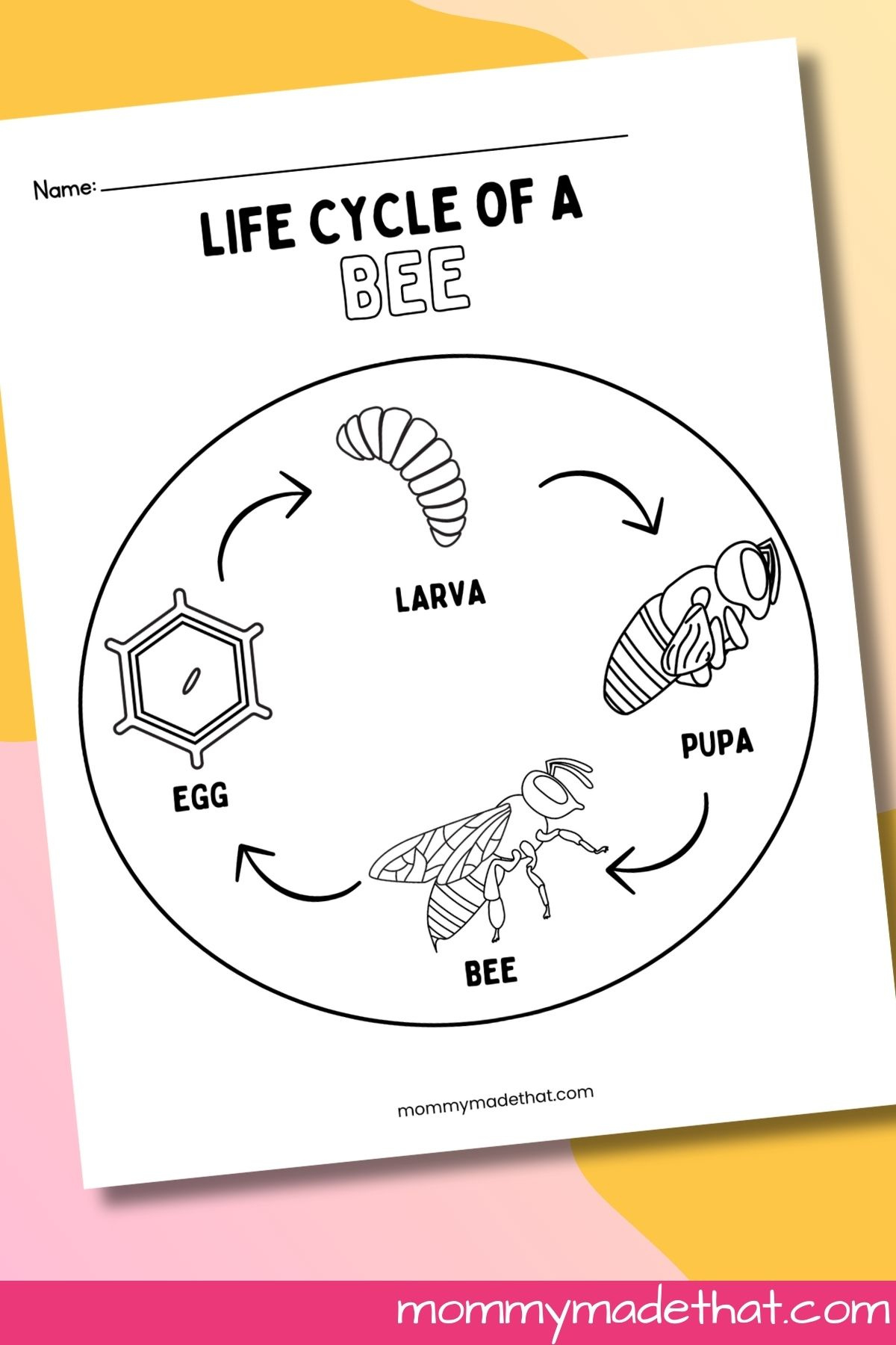 Life Cycle Of A Bee Worksheets (Free Printables) pertaining to Free Printable Honey Bee Life Cycle Worksheets