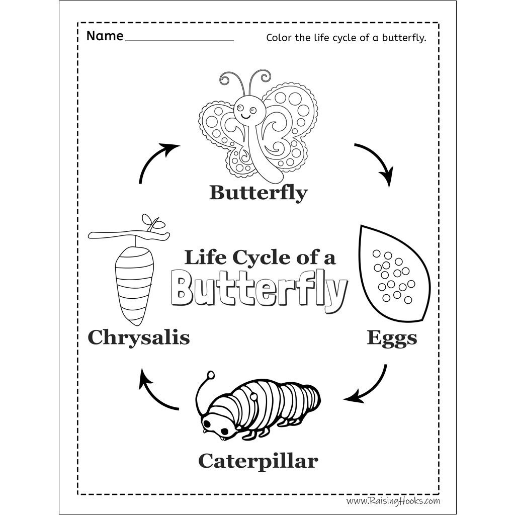 Life Cycle Of A Butterfly Worksheet - Raising Hooks within Free Printable Life Cycle of A Butterfly Worksheets