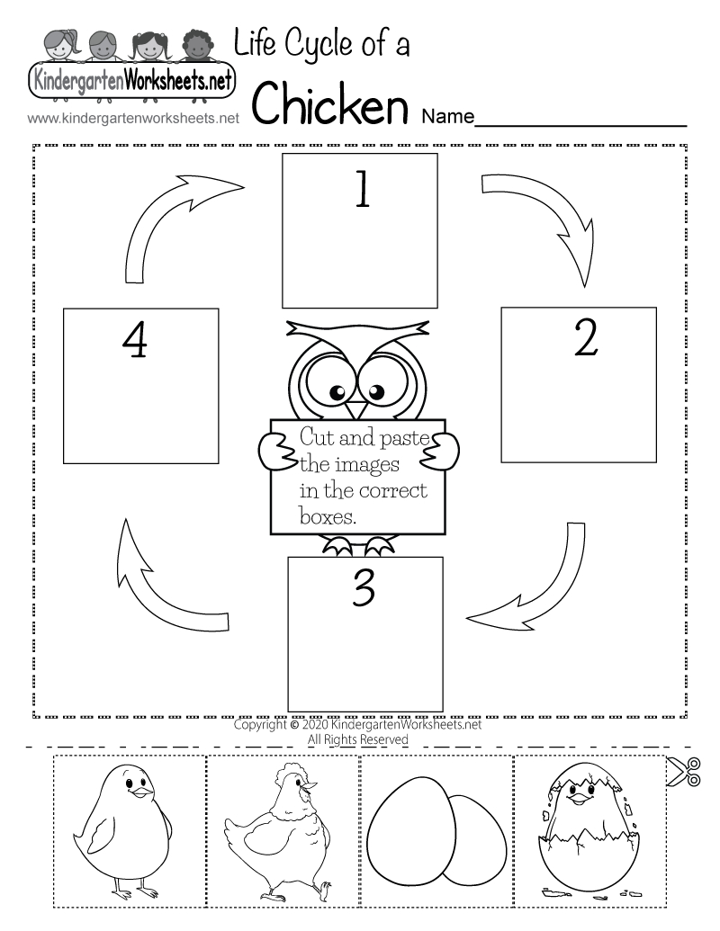 Life Cycle Of A Chicken Worksheet - Free Printable, Digital, &amp;amp; Pdf intended for Free Printable Life Cycle Of A Chicken Worksheets