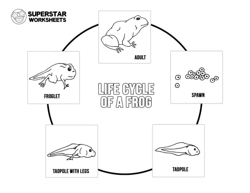 Life Cycle Of A Frog Worksheets - Superstar Worksheets inside Free Printable Life Cycle Of A Frog Worksheets