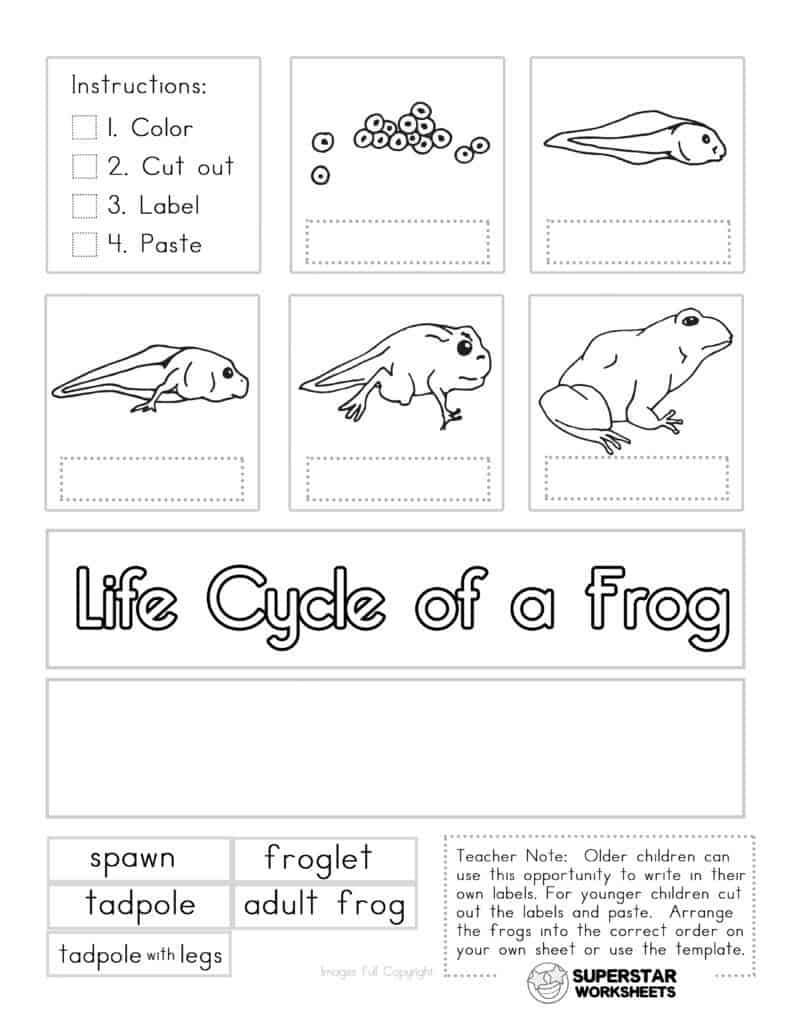 Life Cycle Of A Frog Worksheets - Superstar Worksheets within Free Printable Life Cycle Of A Frog Worksheets